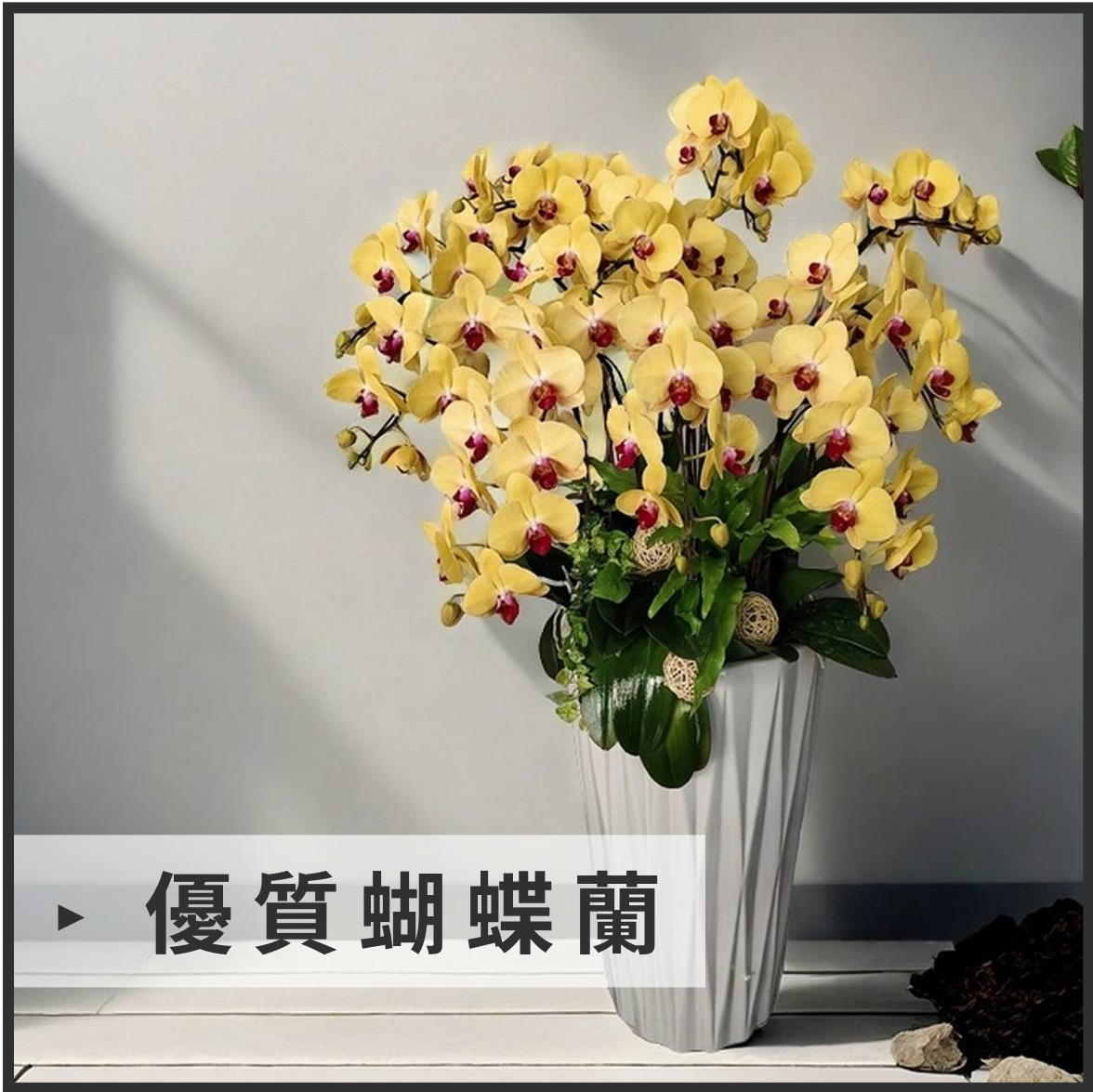 優質蝴蝶蘭